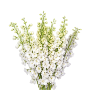 Delphinium Galahad