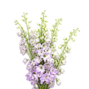 Delphinium Guinevere