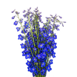 Delphinium Sea Waltz