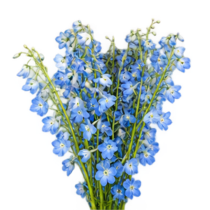 Delphinium Sky Waltz
