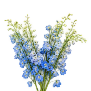 Delphinium Summer Skies