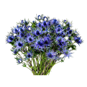Eryngium Blue Lahoon