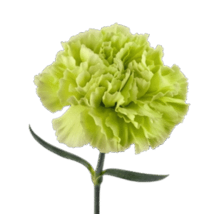 Carnation Green