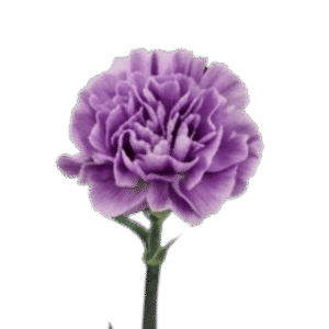 Carnation Lavender