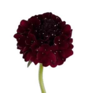Maraschino