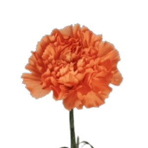 Carnation Orange