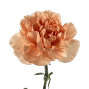 Carnation Peach