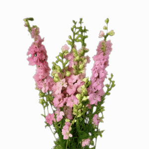 Larkspur Pink