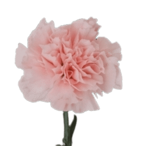 Carnation Pink