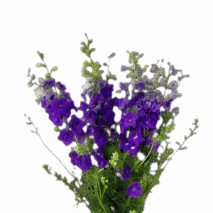 Larkspur Purple