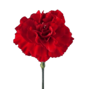 Carnation Red