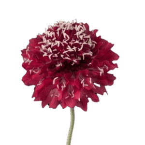 Red Apple