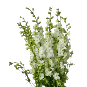 Larkspur White