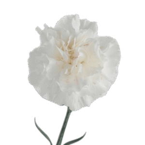 Carnation White