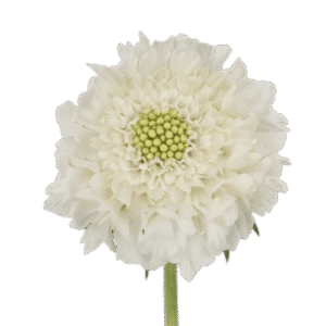 White Improved