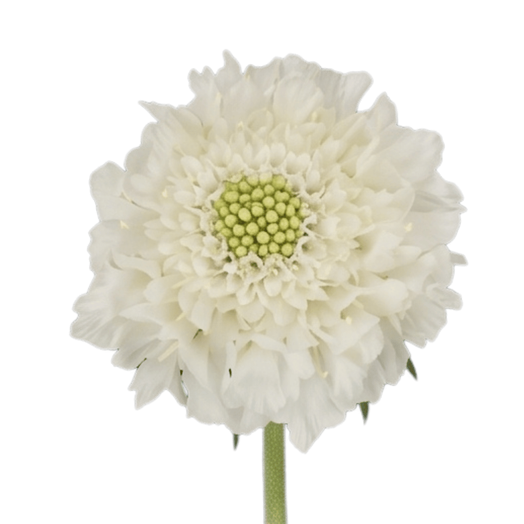 white-improved
