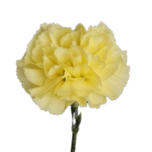 Carnation Yellow